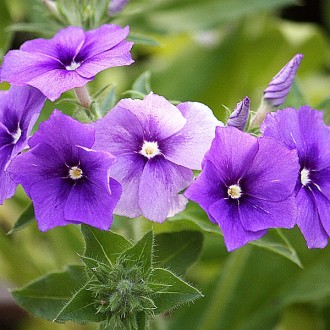 ES265 Sommerphlox 'Beauty Violet'