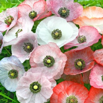 M25 Mohn 'Mother of Pearl'
