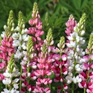 ES237 Lupinen-Mix 'Red-Rosy'