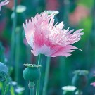 M30 Mohn 'Rose Feathers'