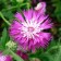 ES273 Große Duftflockenblume 'Purple Beauty'