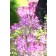 ES295 Spinnenpflanze 'Violet Queen'