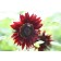 ES367 Sonnenblume 'Rouge Amour'
