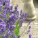 F57 Lavendel 'Hidcote Blue Strain'