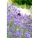 F57 Lavendel 'Hidcote Blue Strain'