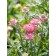 HC14 Strohblume 'Bright Rose'