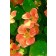 K44 Kapuzinerkresse 'Top Flowering Apricot'