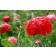 M43 Mohn 'Scarlet Feathers'