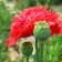 M43 Mohn 'Scarlet Feathers'