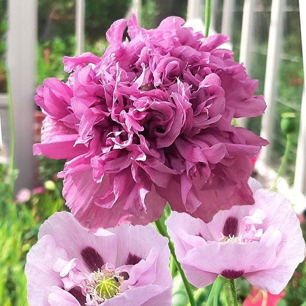 Mohn 'Double Violet Blush'