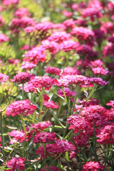 Schleifenblume 'Red Flash' | Keimzeit Saatgut-Fachversand