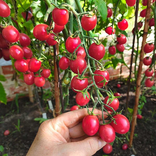 Oliventomate Balcony Pink Olive F1