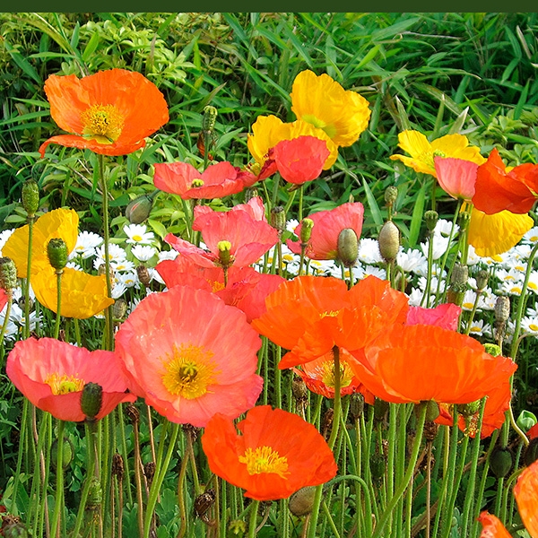 Islandmohn-Mix 'Wind Songs'