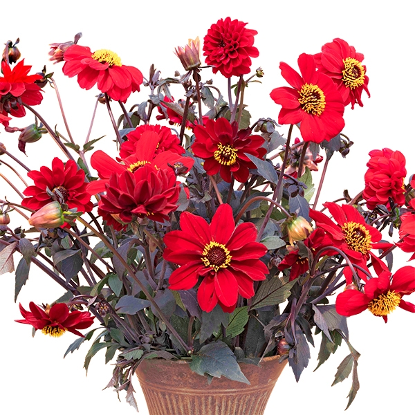 Dahlie 'Black Forest Ruby'