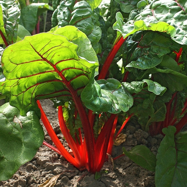 Mangold 'Ruby Red' BIO