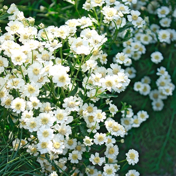 Bertramsgarbe 'The Pearl'