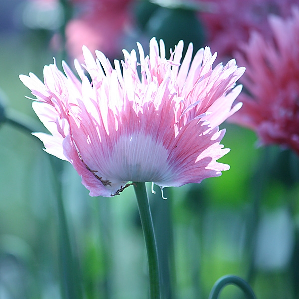 Mohn 'Rose Feathers'