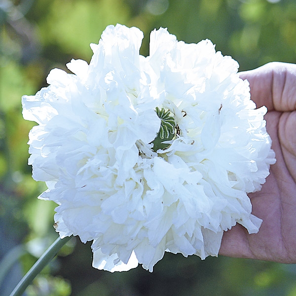 M20 Mohn 'Applegreen'
