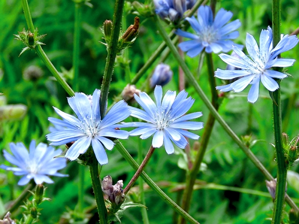 Wegwarte Electric Blue' | Keimzeit Saatgut-Fachversand