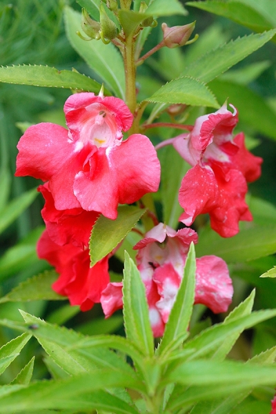 Kamelien-Balsamine 'Red & White' | Keimzeit Saatgut-Fachversand