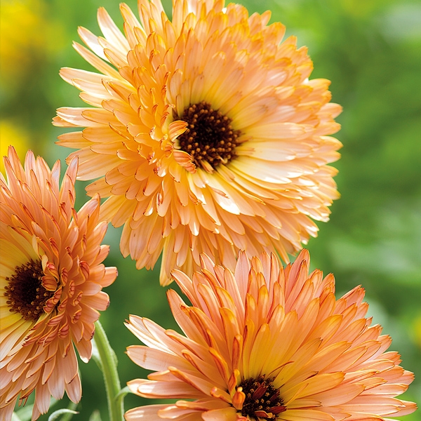 Ringelblume 'Orange Flash'