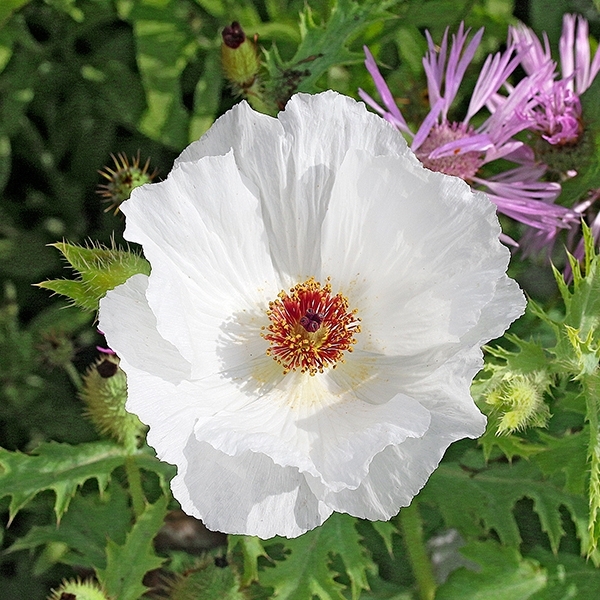 Mexikanischer Stachelmohn