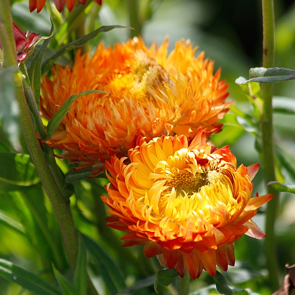 Strohblume 'Orange Fire'