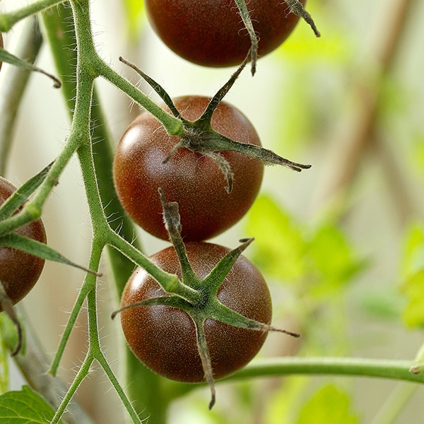 Cocktailtomate 'Black Cherry'