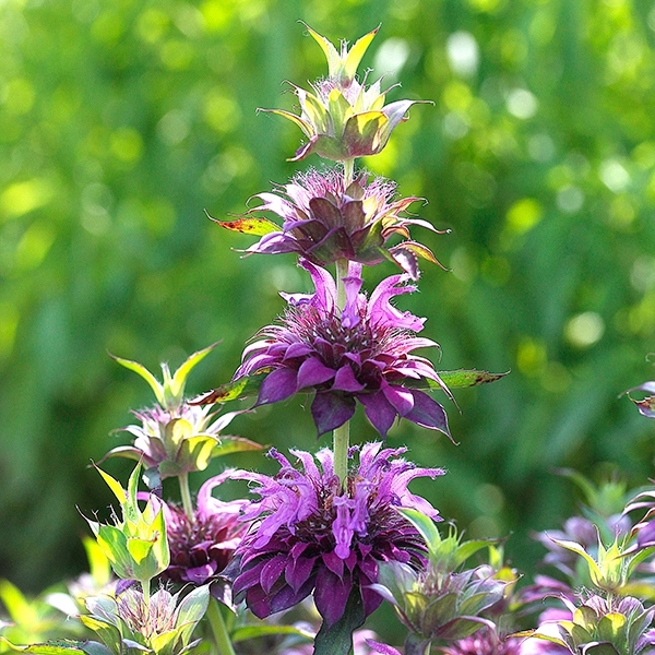 Indianernessel 'Lambada'