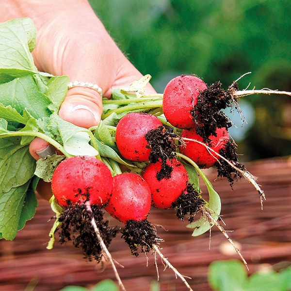 Radieschen 'Cherry Bell‘ BIO