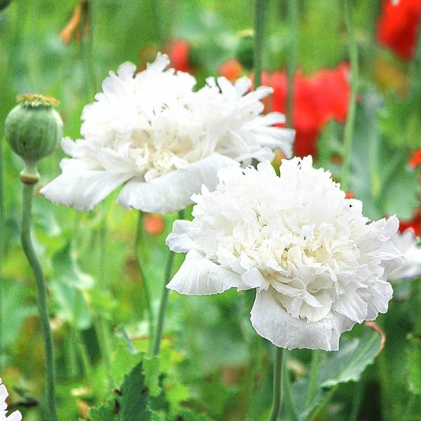 Mohn 'White Cloud'