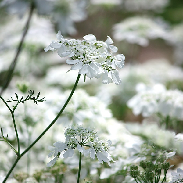 Strahlendolde 'White Lace'