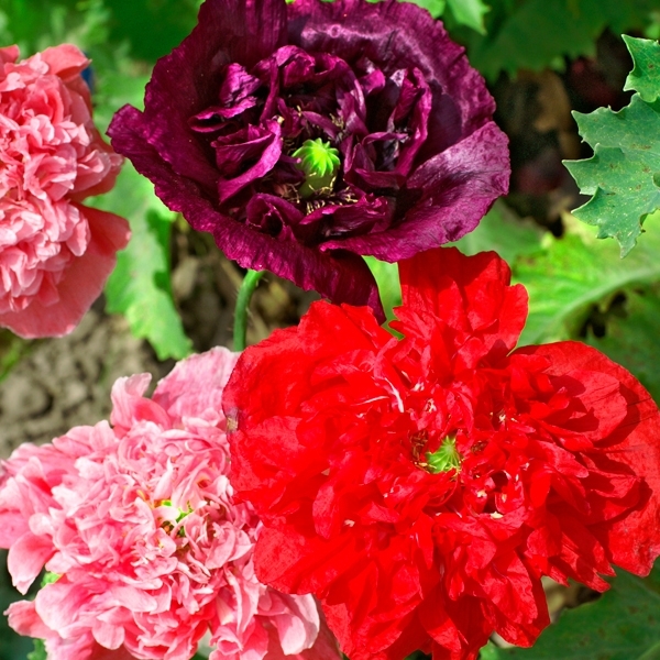Mohn 'Päony Mix'