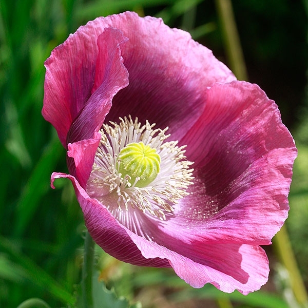 Mohn 'Bowling Ball'