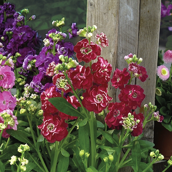 Levkoje 'Ruby Improved'