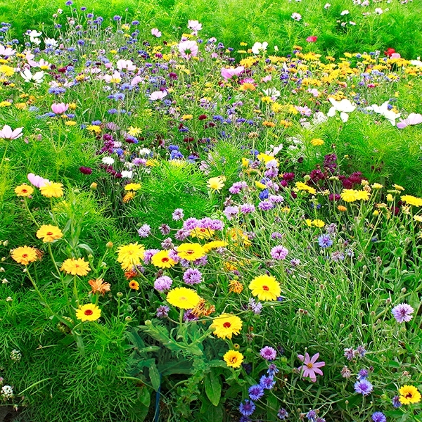 Wunderwiese 'Dauerblüher'