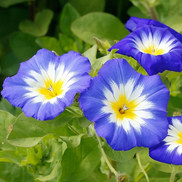 Trichterwinde 'Royal Ensign'