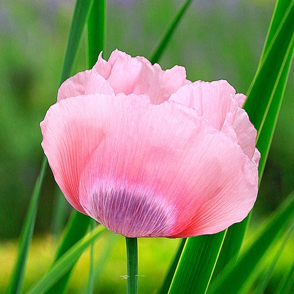 Mohn 'Slipskin'