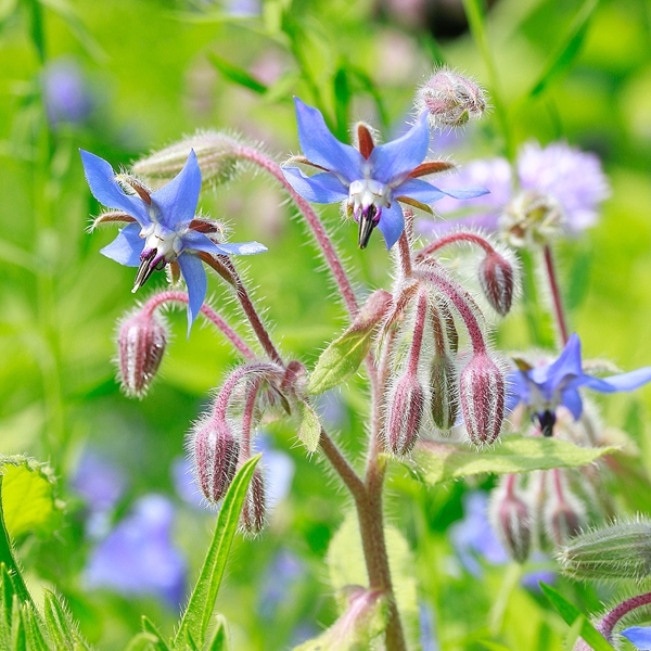 Borretsch 'Azur'
