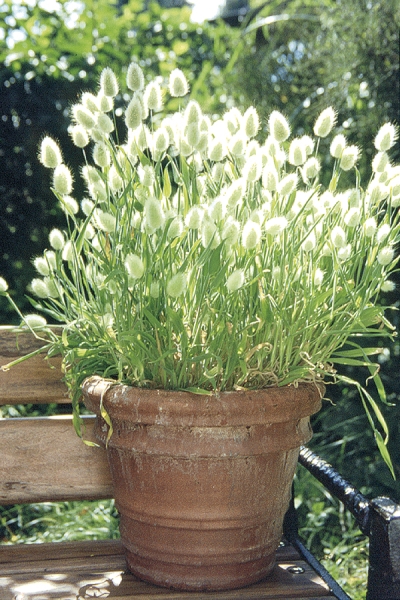 Hasenschwanzgras 'Bunny Tails'