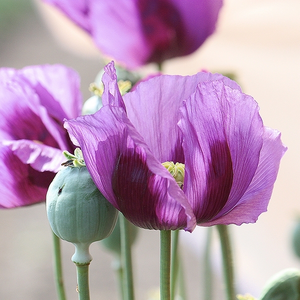 Mohn 'Dark Violet'