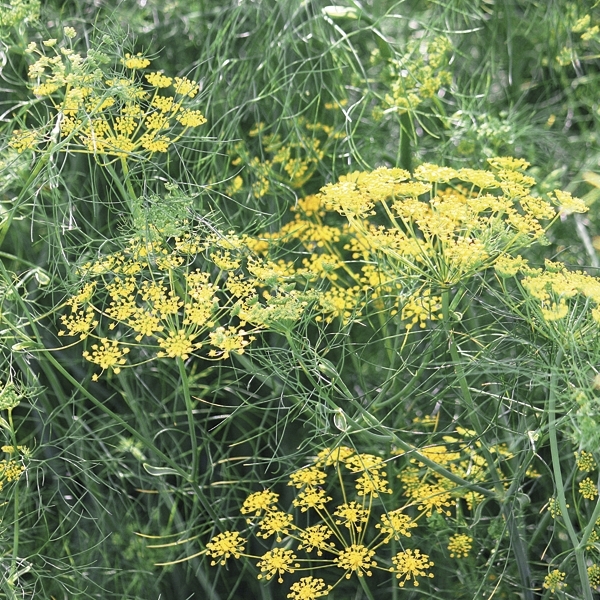 Dill 'Compatto'