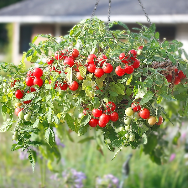 Ampel-Tomate 'Gartenperle'