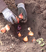 Pflanzung von Tulpen