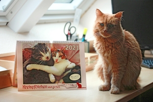 Katzenkalender