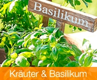 Kräuter & Basilikum